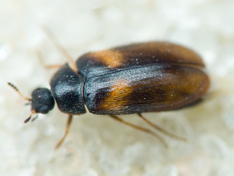 Reesa vespulae (Milliron, 1939)